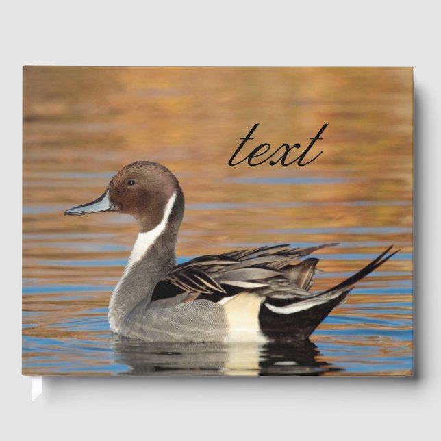Gästebuch von Male Northern Pintail (Vorderseite)