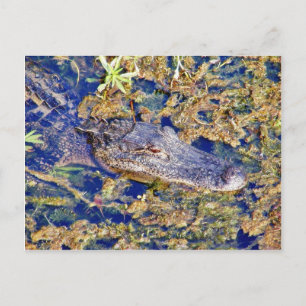 Gator Aligamps Postkarte