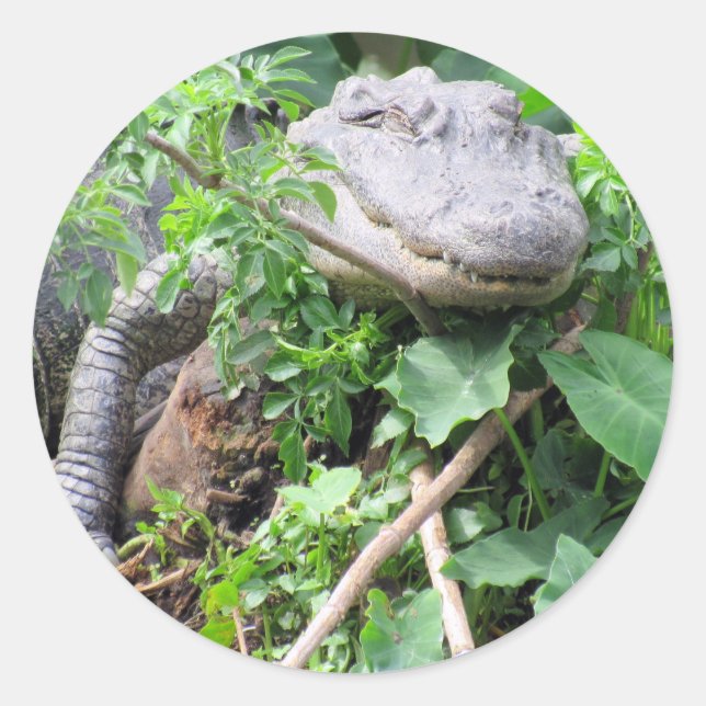 Gator-Aufkleber zusammenfassen Runder Aufkleber (Vorderseite)