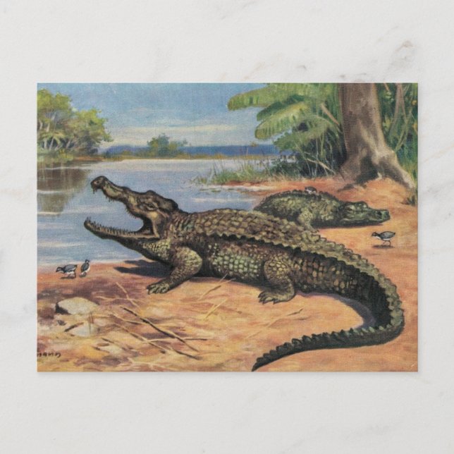 Gator Beach Postcard Postkarte (Vorderseite)