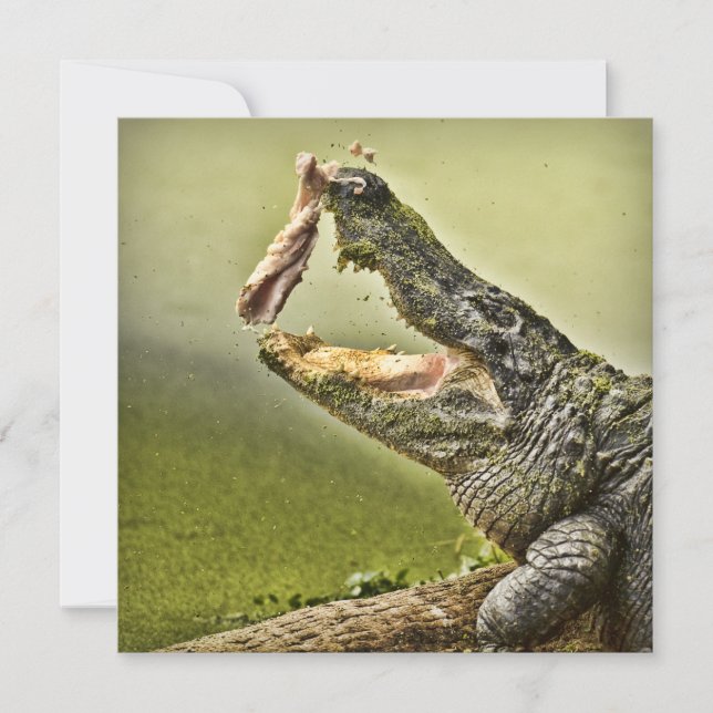Gator Catching Lunch Wildlife Fotografie Einladung (Vorderseite)