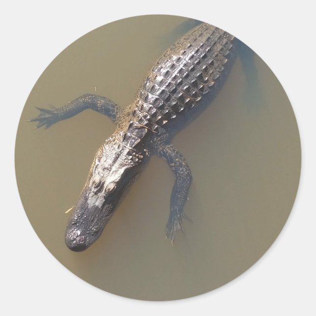 Gator Floating Runder Aufkleber (Vorderseite)