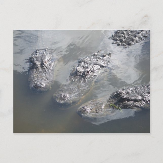 GATOR GREETINGS POSTKARTE (Vorderseite)