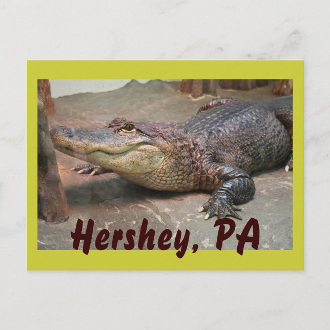 Gator Gruß von Hershey Postkarte (Vorderseite)