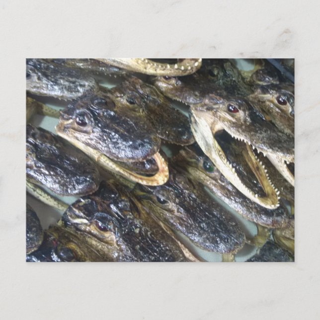 Gator Head Postkarte (Vorderseite)