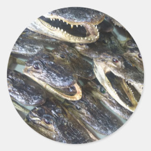 Gator Head Sticker