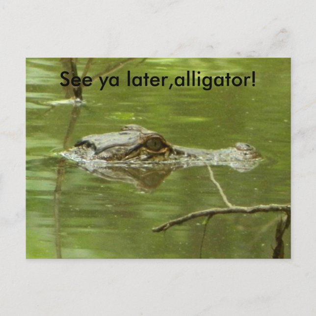 Gator in Wasser nah Postkarte (Vorderseite)