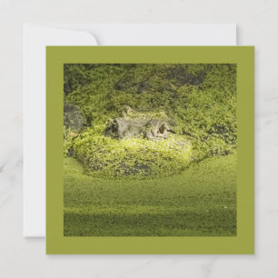Gator Lurking in Duckweed Nature Fotografie Einladung