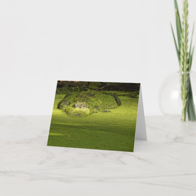 Gator Lurking in Duckweed - Naturfotografie Karte (Vorderseite)