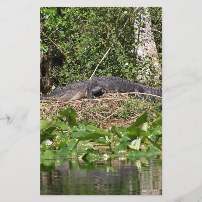 Gator luv zoom pic (Vorderseite)