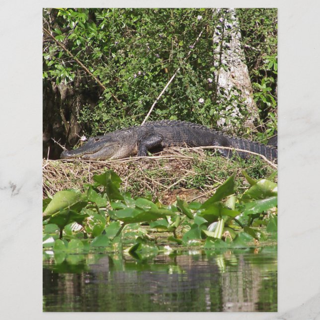 Gator luv zoom pic (Vorderseite)
