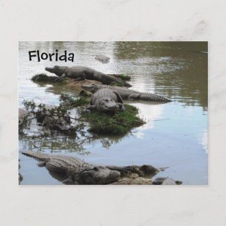 Gator Pond Postkarte