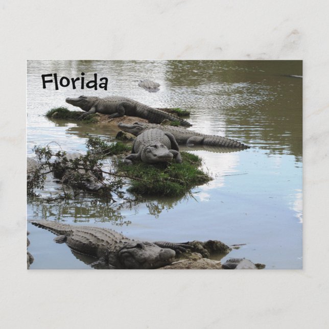Gator Pond Postkarte (Vorderseite)