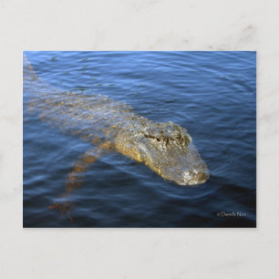 Gator Postkarte