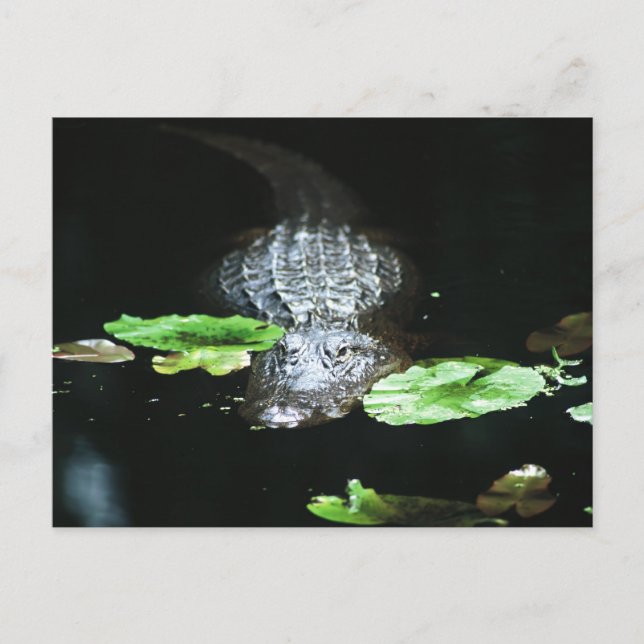 Gator Postkarte (Vorderseite)