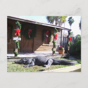 Gator Postkarte