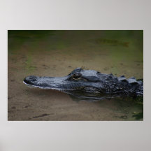 Gator Resting Poster -36x24 -andere Größen verfügb