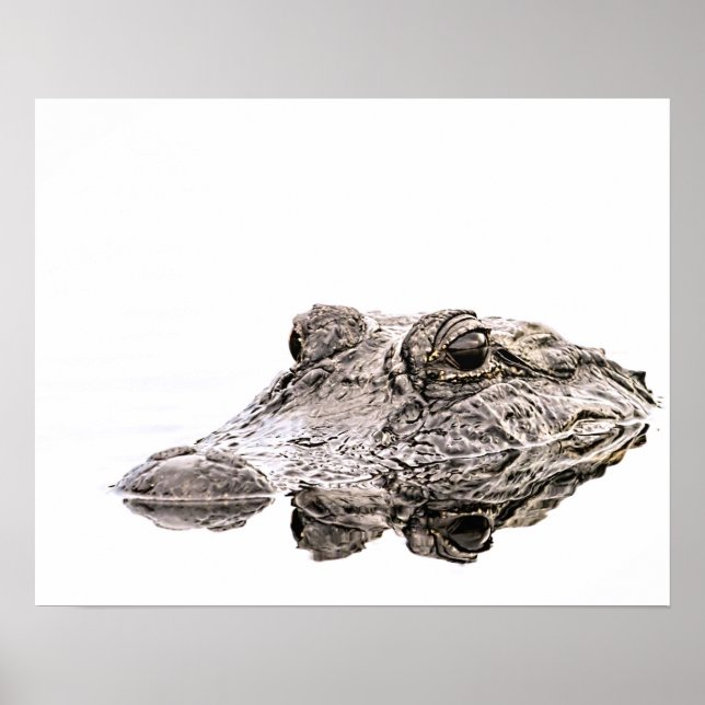 Gator Wildlife Poster (Vorne)