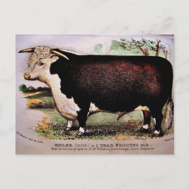 Gauci Hereford Cattle Postcard Postkarte (Vorderseite)