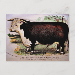 Gauci Hereford Rind Postkarte