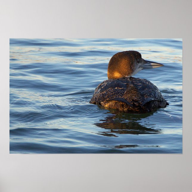Gaveltaucher-Vogelposter Poster (Vorne)