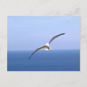 Gaviota Postkarte