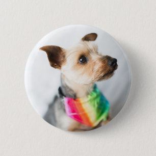 Gay Pride Rainbow Dog   Yorkshire Terrier Button
