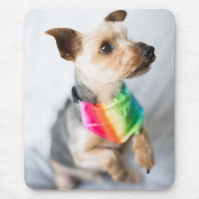 Gay Pride Rainbow Dog | Yorkshire Terrier Mousepad (Vorne)