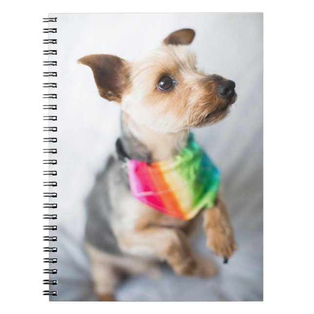 Gay Pride Rainbow Dog | Yorkshire Terrier Notizblock (Vorderseite)