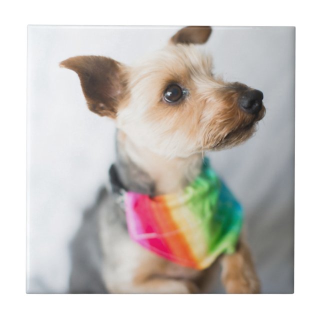 Gay Pride Rainbow Hund| Yorkshire Terrier Fliese (Vorderseite)