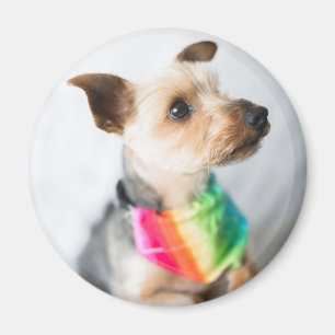 Gay Pride Rainbow Hund  Yorkshire Terrier Magnet