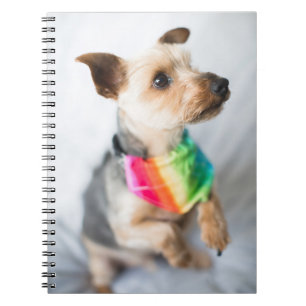 Gay Pride Rainbow Hund  Yorkshire Terrier Notizblock