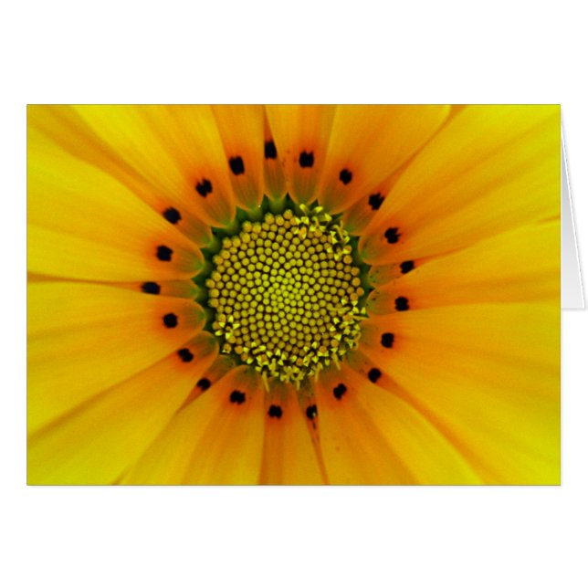 Gazania (Vorderseite (Horizontal))