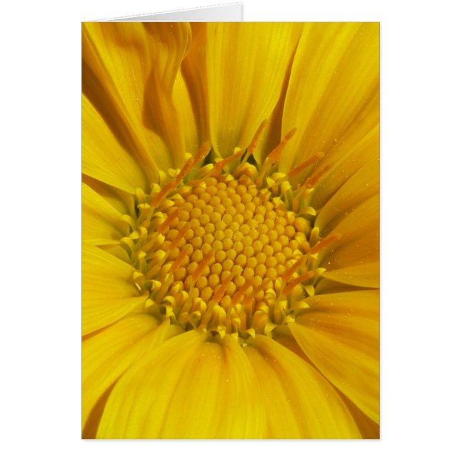 Gazania (Vorne)