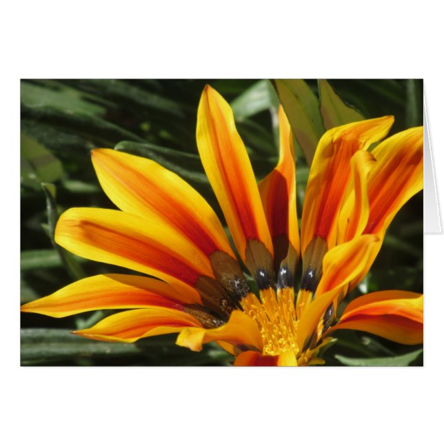 Gazania Bloom (Vorderseite (Horizontal))