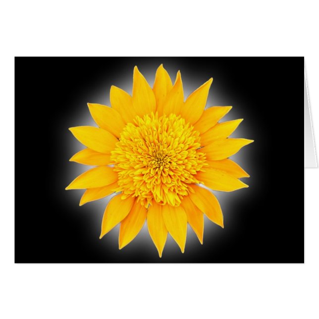 Gazania Blossom (Vorderseite (Horizontal))