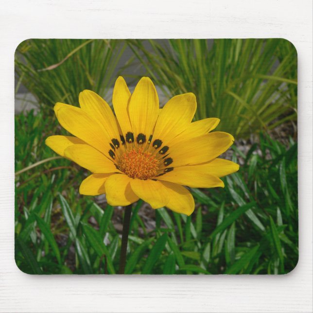 Gazania-Blume Mousepad (Vorne)