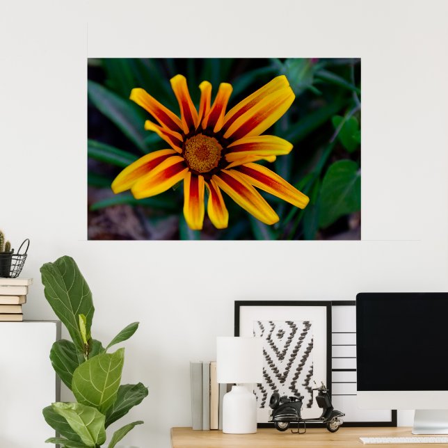 Gazania-Blume Poster (Heimbüro)