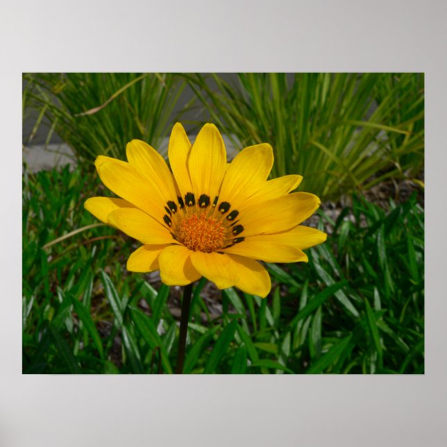 Gazania-Blume Poster (Vorne)