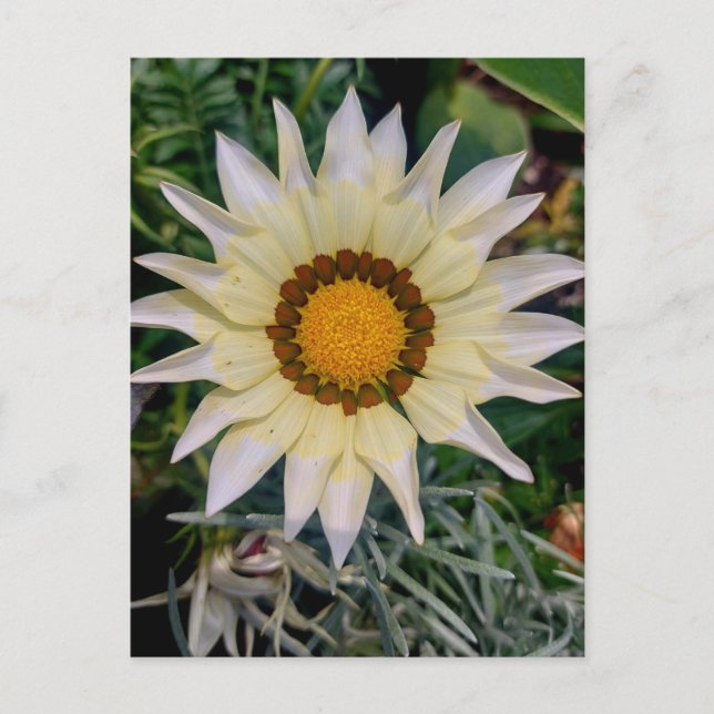 Gazania Blume Yellow White Postkarte (Vorderseite)