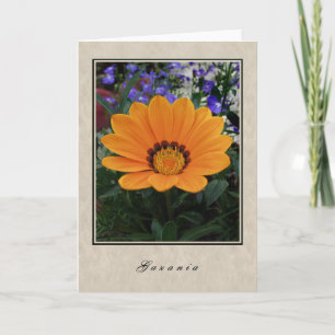 Gazania - Blumen-Reihe Karte