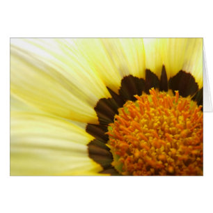 Gazania Card