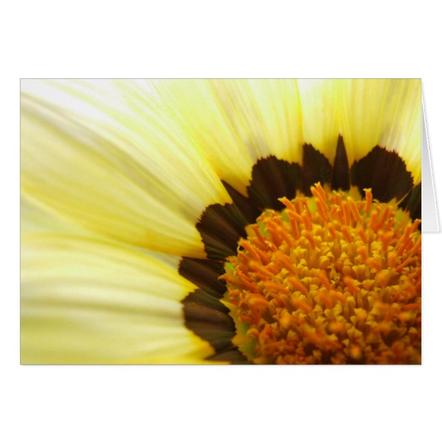 Gazania Card (Vorderseite (Horizontal))