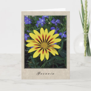 Gazania - Floral Series Karte