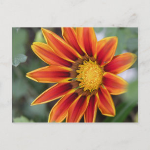 Gazania Postcard Postkarte