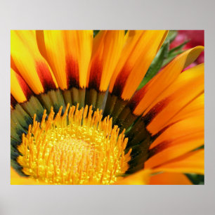 Gazania Poster