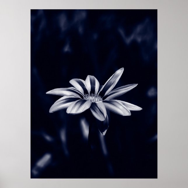 Gazania Poster (Vorne)