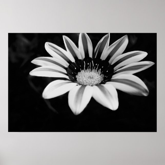 Gazania Poster (Vorne)