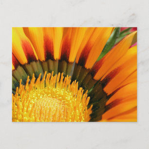 Gazania Postkarte