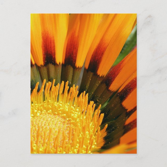 Gazania Postkarte (Vorderseite)